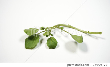 新鮮西洋菜 73959177