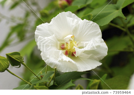 The white flowers of Confederate rose are gorgeous and beautiful 73959464