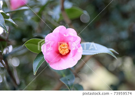 Pink camellia 73959574