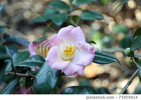 Pink camellia 73959914