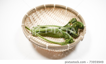 新鮮的綠色廢野生植物 73959949