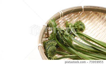 Fresh green waste wild plants 73959955