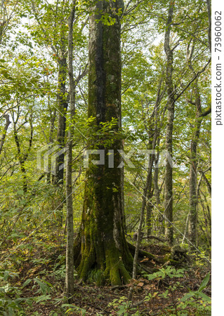 Beech forest in the 12 lakes of the Shirakami Mountains, Aomori Prefecture Beech forest in the 12 lakes of the Shirakami Mountains, Aomori Prefecture 73960062