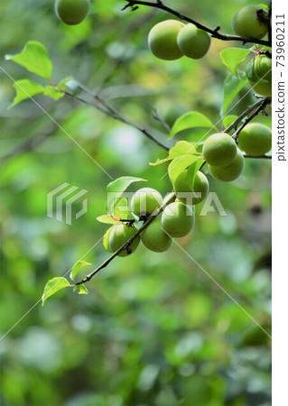 Plum tree with fruits on its branches Plum tree with fruits on its branches 73960211