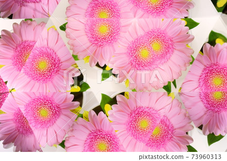 Pink gerbera, fresh flowers, kaleidoscope 1 73960313