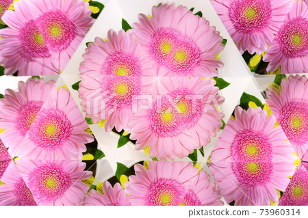 Pink gerbera, fresh flowers, kaleidoscope 2 Pink gerbera, fresh flowers, kaleidoscope 2 73960314