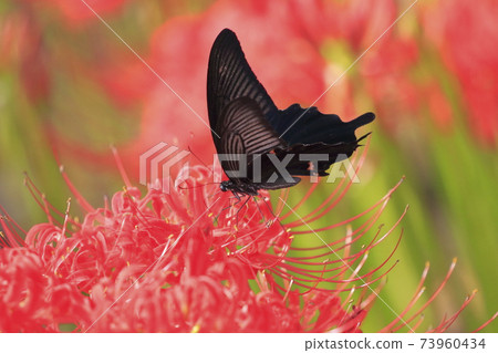 Cluster amaryllis and swallowtail butterfly Cluster amaryllis and swallowtail butterfly 73960434