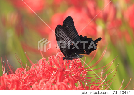 Cluster amaryllis and swallowtail butterfly Cluster amaryllis and swallowtail butterfly 73960435