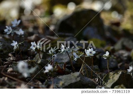 Eranthis pinnatifida flowers blooming in the Chichibu Ryojin district colony 73961319