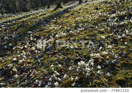 Eranthis pinnatifida flowers blooming in the Chichibu Ryojin district colony 73961320