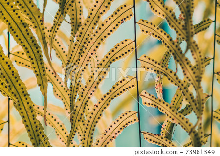 Beautiful Artificial leaves hanging in front of glass window to decorate the coffee shop. Natural Background. 73961349