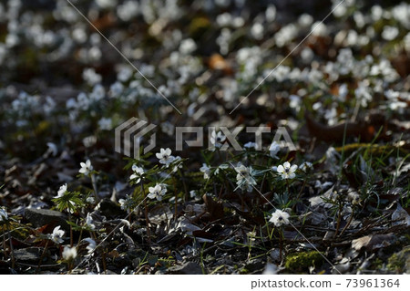Eranthis pinnatifida flowers blooming in the Chichibu Ryojin district colony 73961364