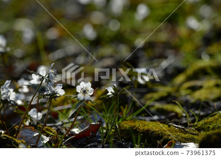 Eranthis pinnatifida flowers blooming in the Chichibu Ryojin district colony Eranthis pinnatifida flowers blooming in the Chichibu Ryojin district colony 73961375