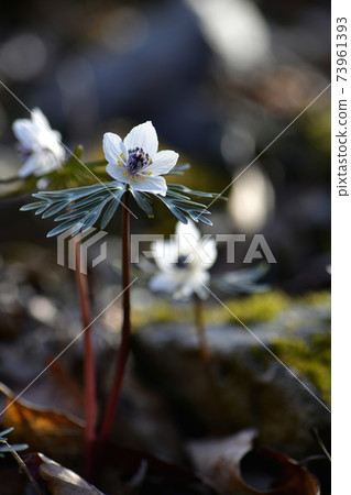 Echithis pinnatifida花盛開在秩父涼津地區的殖民地 Echithis pinnatifida花盛開在秩父涼津地區的殖民地 73961393