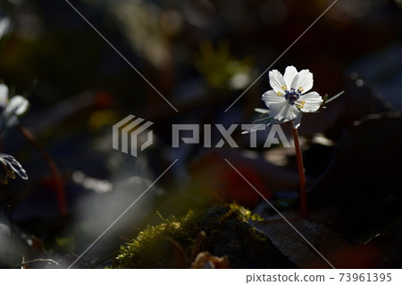 Echithis pinnatifida花盛開在秩父涼津地區的殖民地 Echithis pinnatifida花盛開在秩父涼津地區的殖民地 73961395
