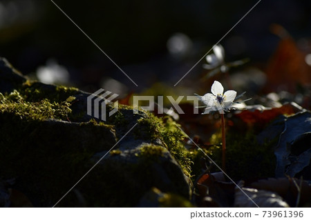 Echithis pinnatifida花盛開在秩父涼津地區的殖民地 Echithis pinnatifida花盛開在秩父涼津地區的殖民地 73961396