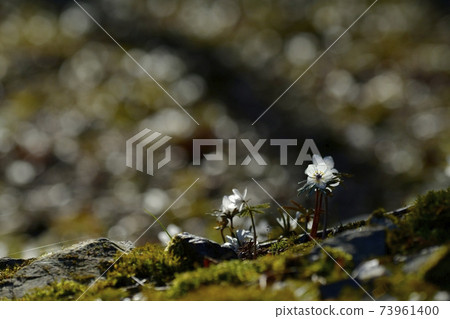 Eranthis pinnatifida flowers blooming in the Chichibu Ryojin district colony 73961400