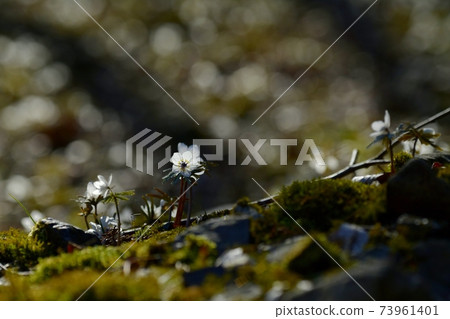 Eranthis pinnatifida flowers blooming in the Chichibu Ryojin district colony 73961401