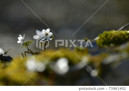 Eranthis pinnatifida flowers blooming in the Chichibu Ryojin district colony 73961402