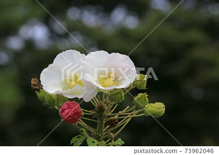 Drunken Furong 73962046