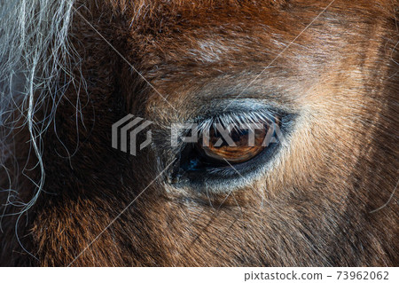 Horse eyes up Horse eyes up 73962062