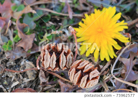 Fruit of Metasequoia Fruit of Metasequoia 73962577
