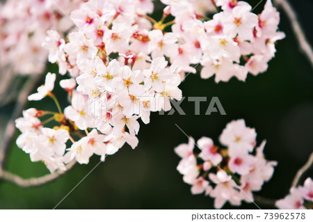 Cherry blossoms seen in the clear spring Cherry blossoms seen in the clear spring 73962578