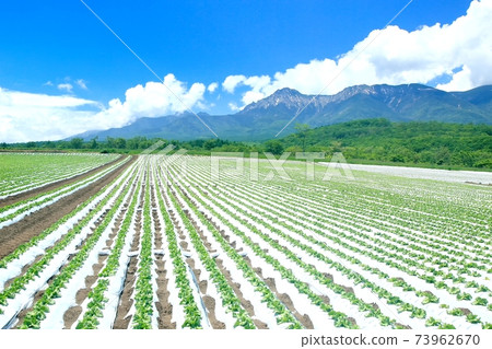 Lettuce field and Yatsugatake in Nobeyama plateau 73962670