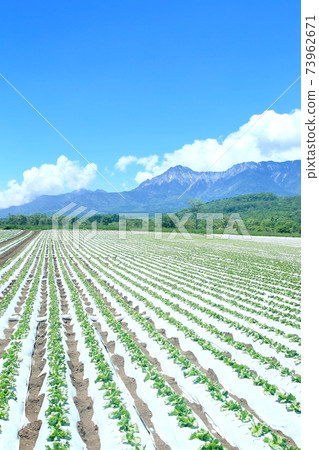 鍋山高原的生菜田和八岳 鍋山高原的生菜田和八岳 73962671
