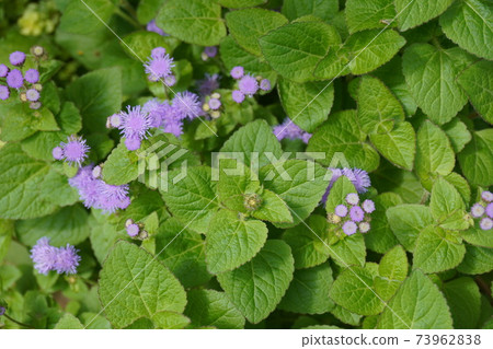 Ageratum, lilac flowers 73962838