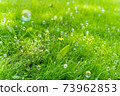 Soap bubbles floating in the meadow 73962853