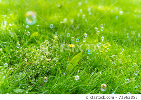 Soap bubbles floating in the meadow Soap bubbles floating in the meadow 73962853