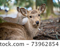 Deer looking back 73962854