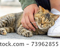 A friendly stray cat that seems to be patted and comfortable 73962855