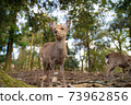 A fawn that stands up strong 73962856