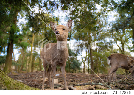 堅固的小鹿 73962856