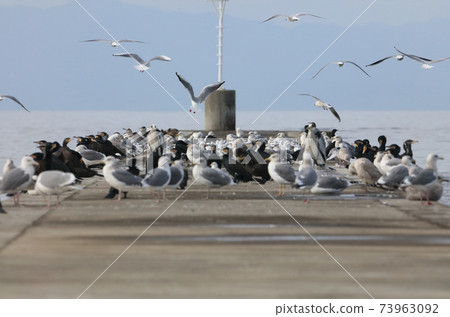 冬季在河口碼頭上休息的野鳥 73963092