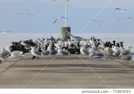 冬季在河口碼頭上休息的野鳥 73963093
