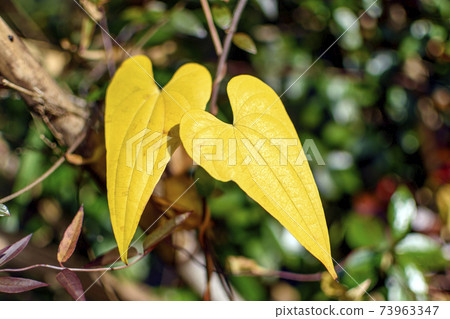 心形葉子秋葉山藥 73963347