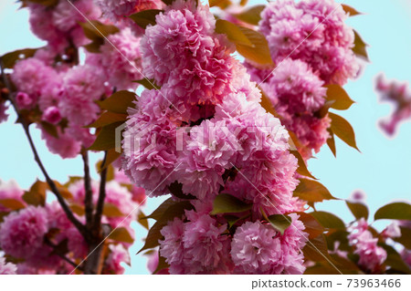 Double cherry blossoms in full bloom, flowers of the bell-shaped cold mountains. Breeding. Go through the Mining Bureau. Double cherry blossoms in full bloom, flowers of the bell-shaped cold mountains. Breeding. Go through the Mining Bureau. 73963466