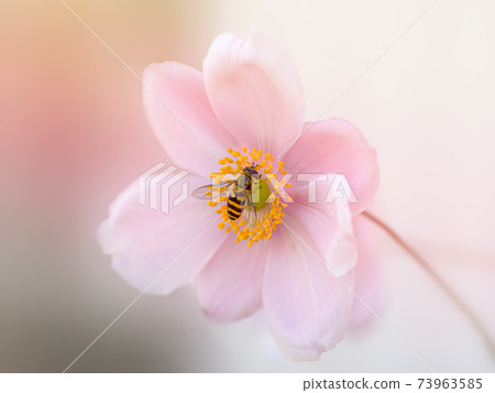 Japanese anemone Akimei chrysanthemum Japanese anemone Japanese anemone Akimei chrysanthemum Japanese anemone 73963585