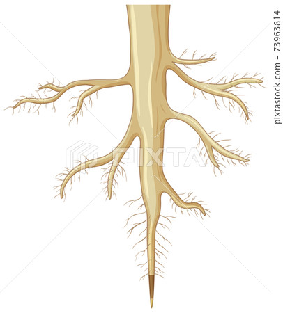 Close up of plant roots isolated on white background Close up of plant roots isolated on white background 73963814
