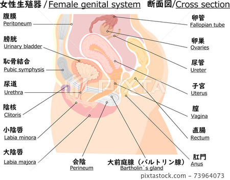 女性の生殖解剖図