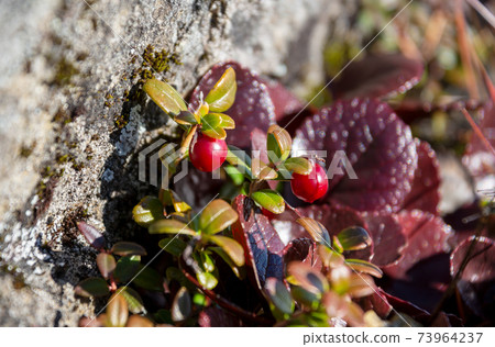 In autumn, the fruit of a lingonberry tree that forms a rocky area beside the mountain trail of Mt. Kitahotaka in the Northern Alps of Shinshu. Cowberry. Lingonberry, cowberry. 73964237