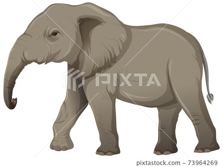 Adult elephant without ivory in cartoon style on white background Adult elephant without ivory in cartoon style on white background 73964269