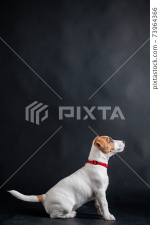 Cute little dog joyfully jumps and plays on a black background in the studio. Thoroughbred shorthair puppy Jack Russell Terrier in motion. 73964366