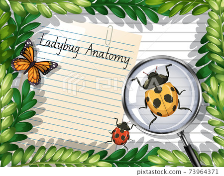 Blank paper top view with leaves and butterfly and ladybug elements Blank paper top view with leaves and butterfly and ladybug elements 73964371