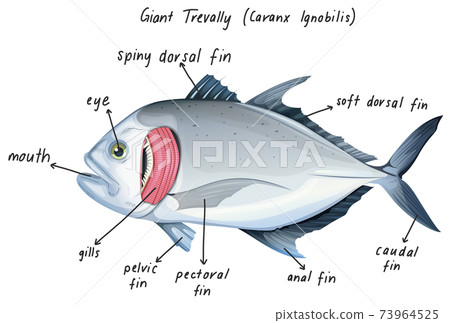 Giant Trevally (Caranx Ignobilis) Giant Trevally (Caranx Ignobilis) 73964525
