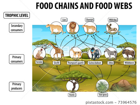 Education poster of biology for food webs and food chains diagram Education poster of biology for food webs and food chains diagram 73964576