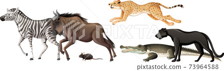 Group of wild african animal on white background Group of wild african animal on white background 73964588
